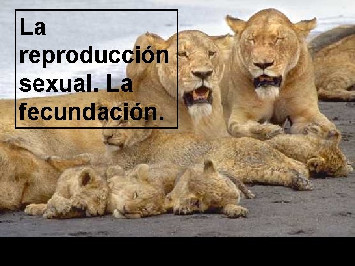 La reproducción sexual. La fecundación. 