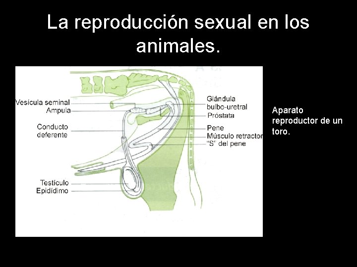 La reproducción sexual en los animales. Aparato reproductor de un toro. 