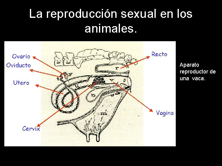 La reproducción sexual en los animales. Aparato reproductor de una vaca. 