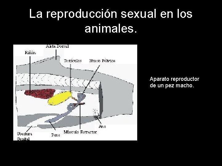La reproducción sexual en los animales. Aparato reproductor de un pez macho. 