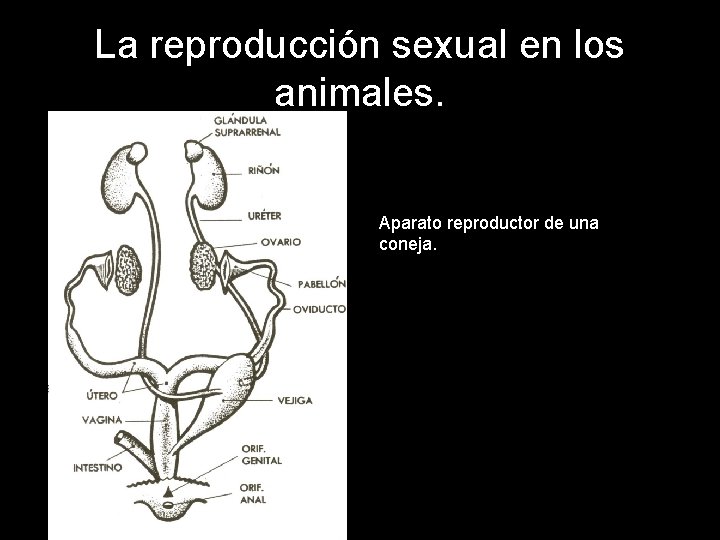 La reproducción sexual en los animales. Aparato reproductor de una coneja. 