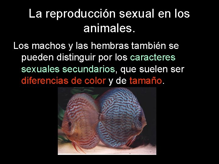 La reproducción sexual en los animales. Los machos y las hembras también se pueden