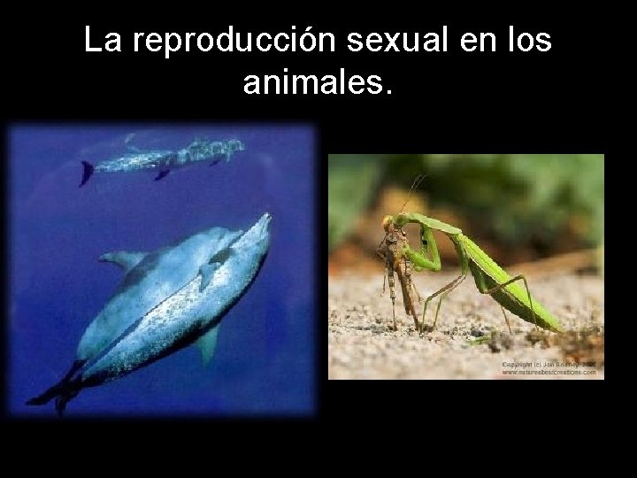 La reproducción sexual en los animales. 