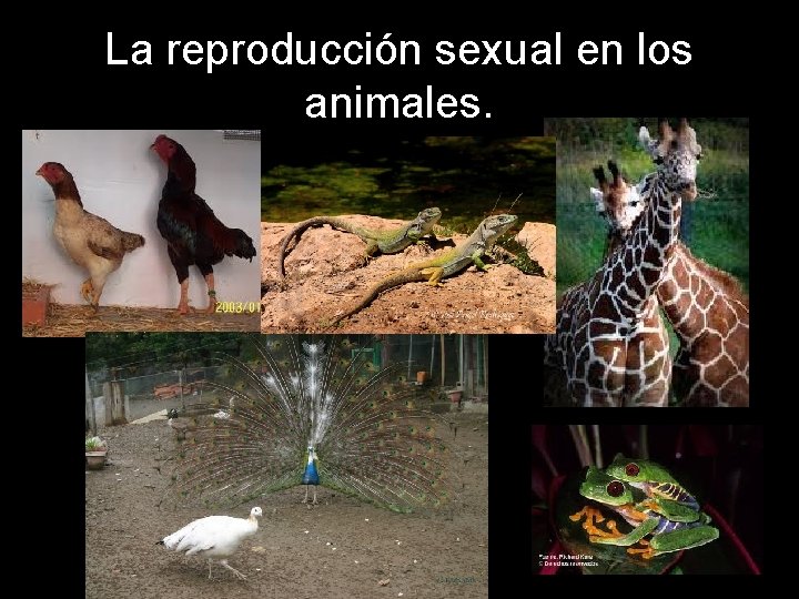 La reproducción sexual en los animales. 