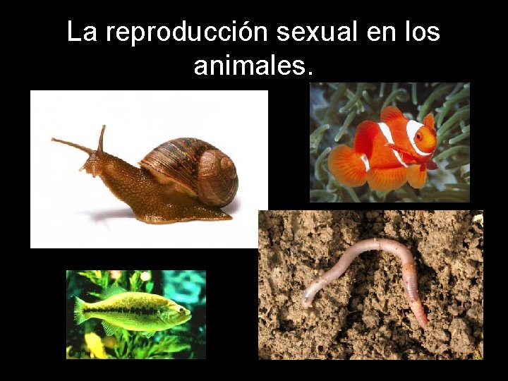 La reproducción sexual en los animales. 