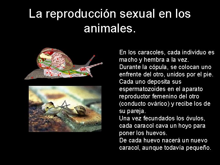 La reproducción sexual en los animales. En los caracoles, cada individuo es macho y