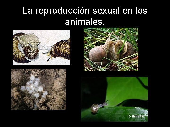 La reproducción sexual en los animales. 