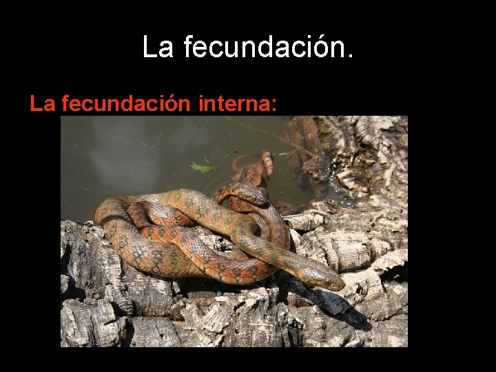 La fecundación interna: 