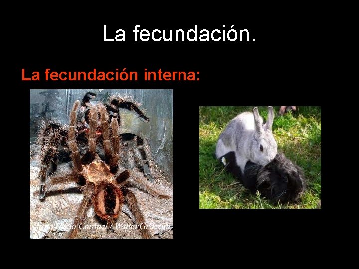 La fecundación interna: 