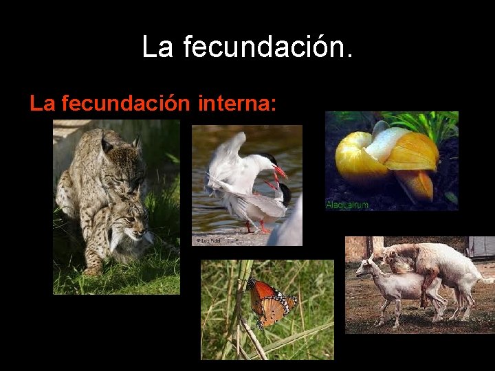 La fecundación interna: 