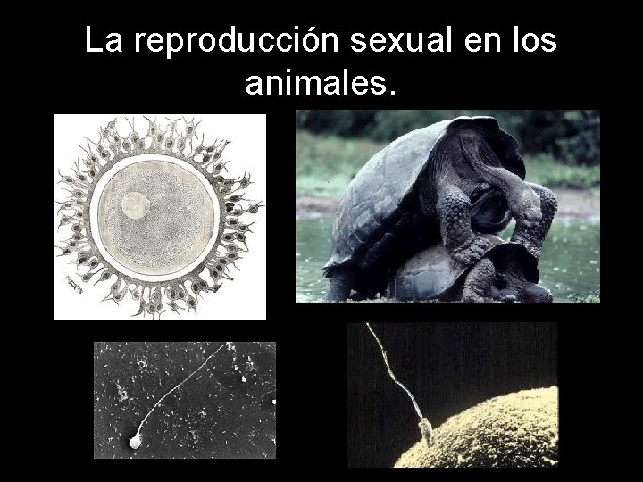 La reproducción sexual en los animales. 