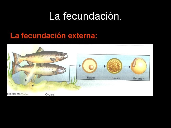 La fecundación externa: 