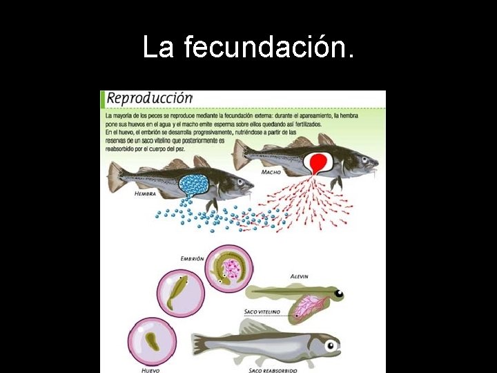 La fecundación. 