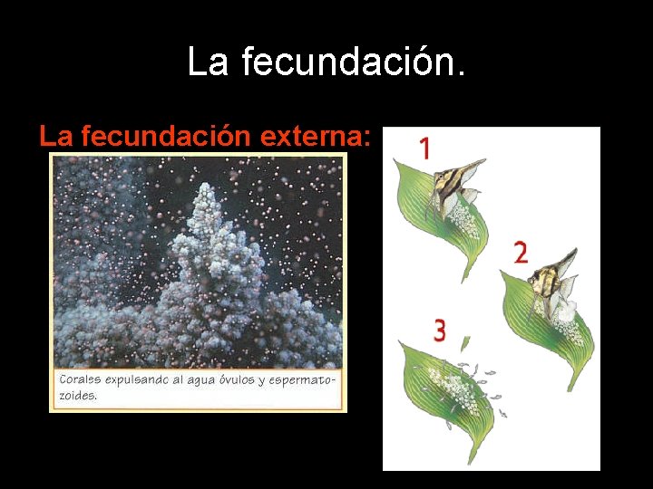 La fecundación externa: 