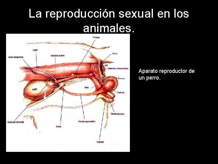 La reproducción sexual en los animales. Aparato reproductor de un perro. 