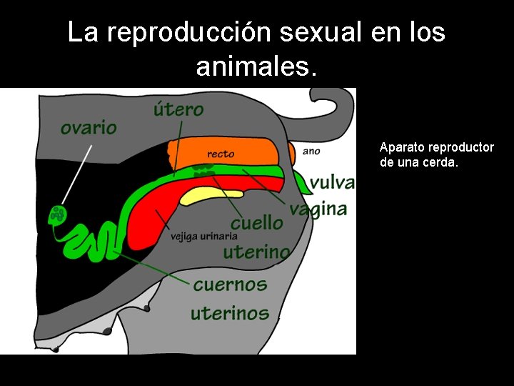 La reproducción sexual en los animales. Aparato reproductor de una cerda. 