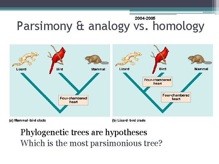 2004 -2005 Parsimony & analogy vs. homology Phylogenetic trees are hypotheses Which is the