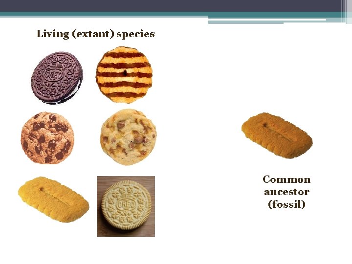 Living (extant) species Common ancestor (fossil) 