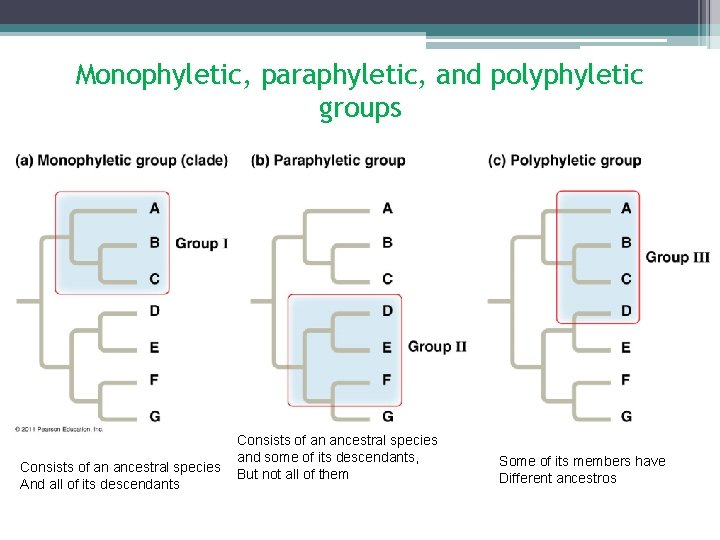 Monophyletic, paraphyletic, and polyphyletic groups Consists of an ancestral species And all of its