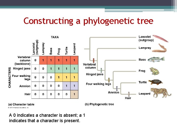 Constructing a phylogenetic tree A 0 indicates a character is absent; a 1 indicates