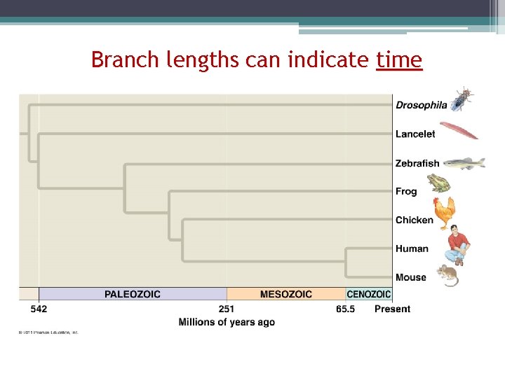 Branch lengths can indicate time 