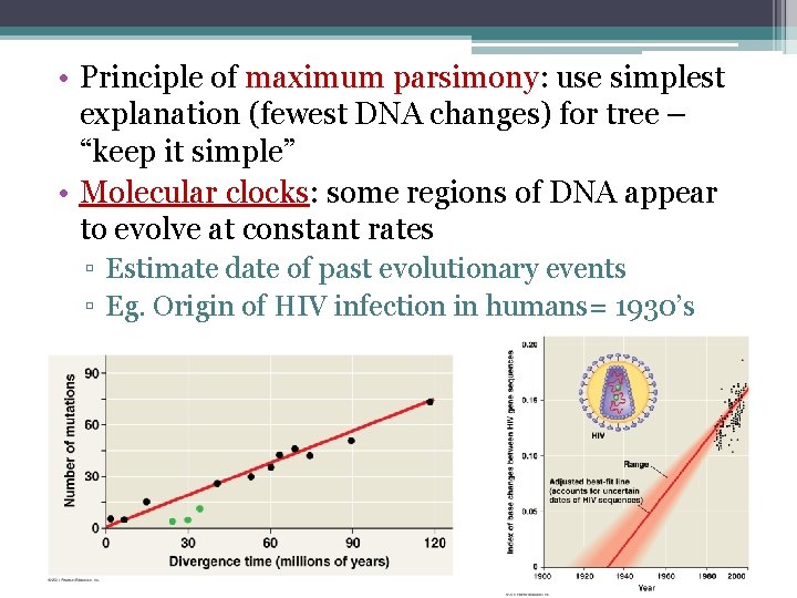  • Principle of maximum parsimony: parsimony use simplest explanation (fewest DNA changes) for