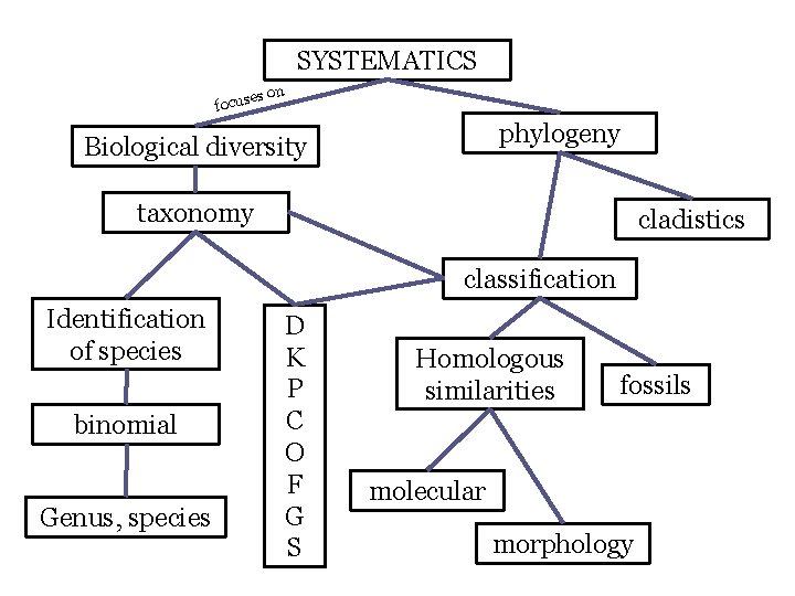 SYSTEMATICS es focus on phylogeny Biological diversity taxonomy cladistics classification Identification of species binomial