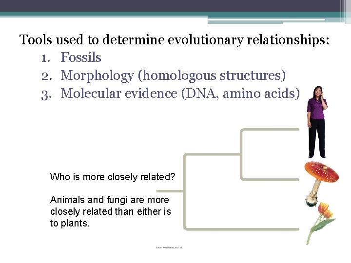 Tools used to determine evolutionary relationships: 1. Fossils 2. Morphology (homologous structures) 3. Molecular