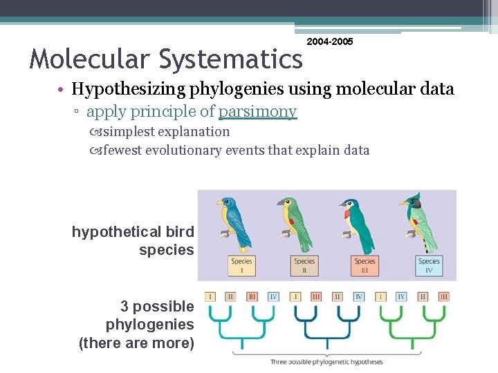 Molecular Systematics 2004 -2005 • Hypothesizing phylogenies using molecular data ▫ apply principle of