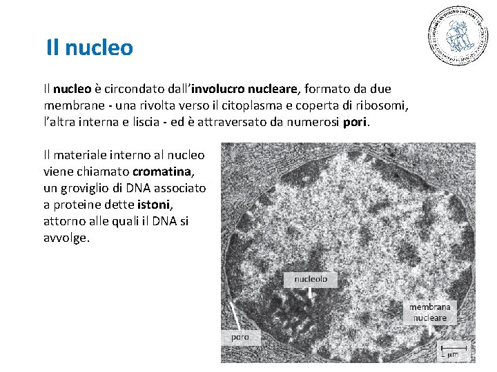 Il nucleo è circondato dall’involucro nucleare, formato da due membrane - una rivolta verso