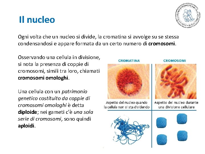 Il nucleo Ogni volta che un nucleo si divide, la cromatina si avvolge su