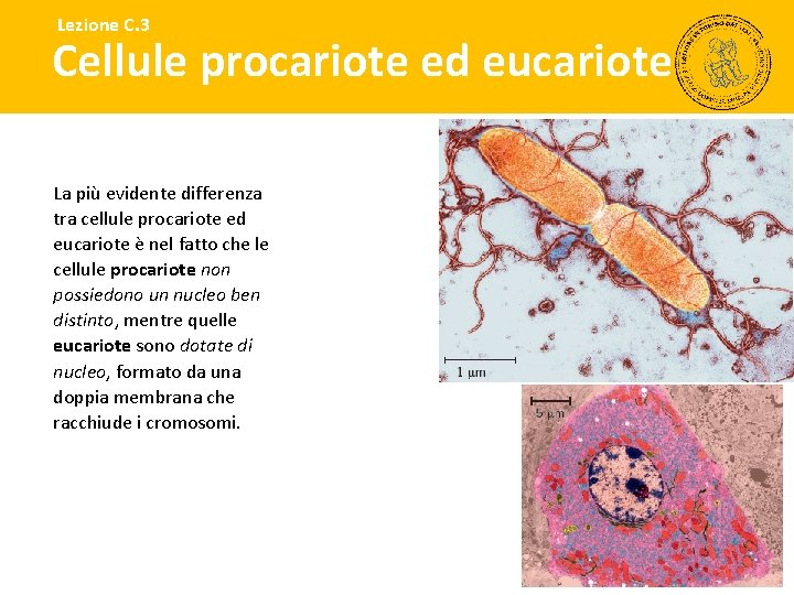 Lezione C. 3 Cellule procariote ed eucariote La più evidente differenza tra cellule procariote