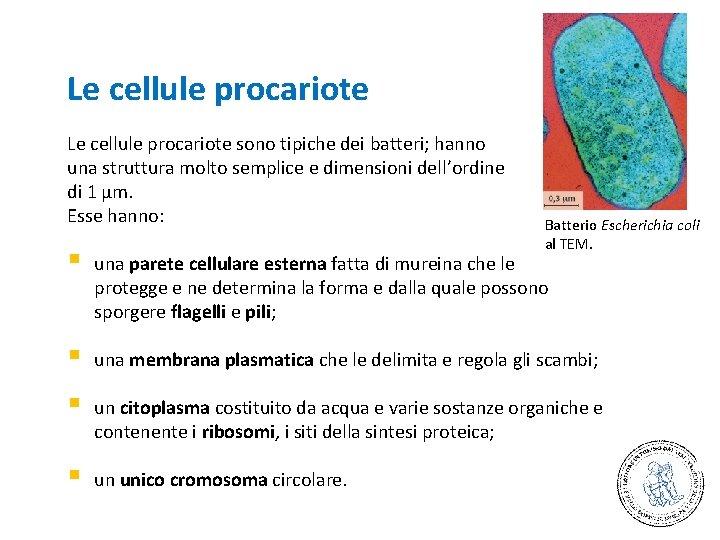 Le cellule procariote sono tipiche dei batteri; hanno una struttura molto semplice e dimensioni