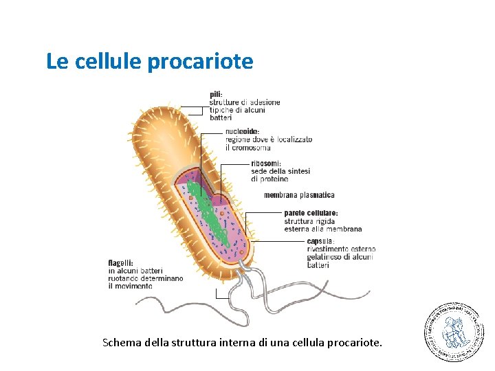 Le cellule procariote Schema della struttura interna di una cellula procariote. 