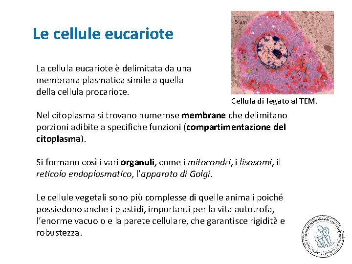 Le cellule eucariote La cellula eucariote è delimitata da una membrana plasmatica simile a