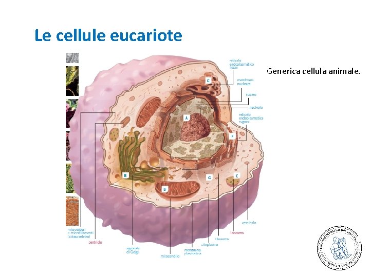 Le cellule eucariote Generica cellula animale. 