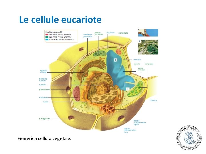 Le cellule eucariote Generica cellula vegetale. 