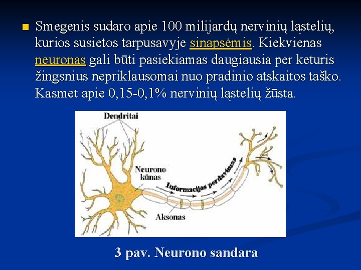 n Smegenis sudaro apie 100 milijardų nervinių ląstelių, kurios susietos tarpusavyje sinapsėmis. Kiekvienas neuronas