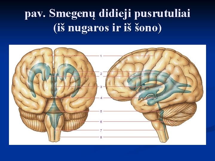 pav. Smegenų didieji pusrutuliai (iš nugaros ir iš šono) 