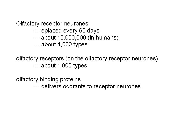 Olfactory receptor neurones ---replaced every 60 days --- about 10, 000 (in humans) ---