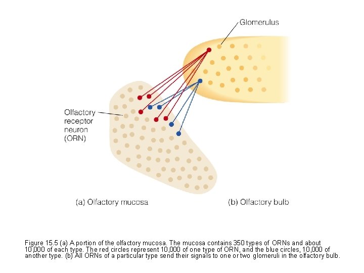 Figure 15. 5 (a) A portion of the olfactory mucosa. The mucosa contains 350