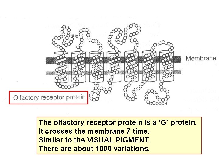 The olfactory receptor protein is a ‘G’ protein. It crosses the membrane 7 time.