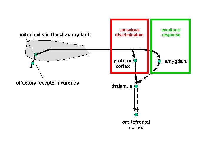 mitral cells in the olfactory bulb conscious discrimination piriform cortex olfactory receptor neurones thalamus