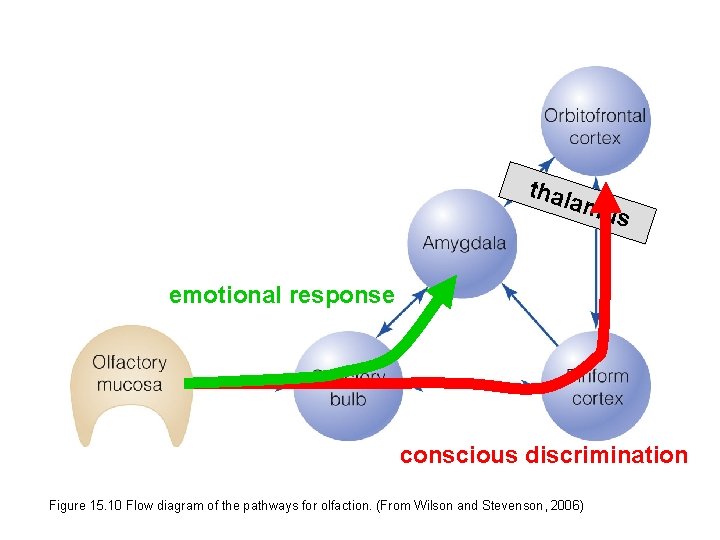 thal amu s emotional response conscious discrimination Figure 15. 10 Flow diagram of the
