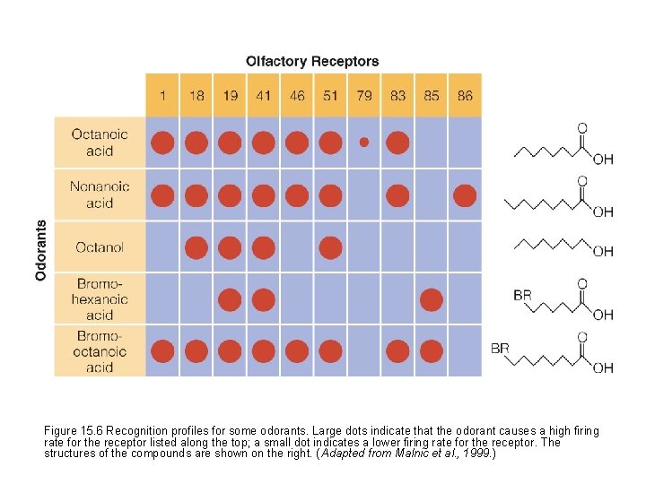 Figure 15. 6 Recognition profiles for some odorants. Large dots indicate that the odorant