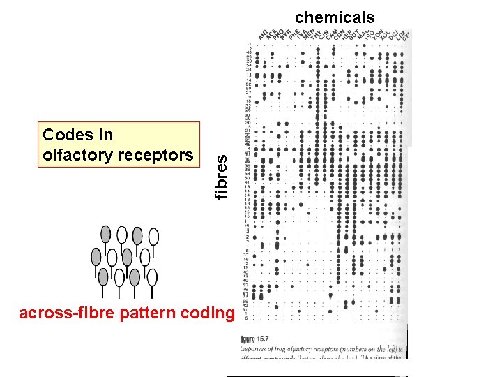 Codes in olfactory receptors fibres chemicals across-fibre pattern coding 