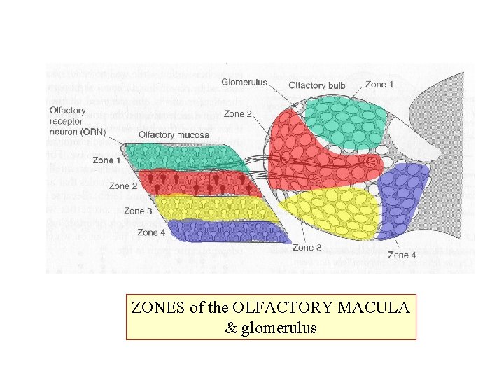 ZONES of the OLFACTORY MACULA & glomerulus 