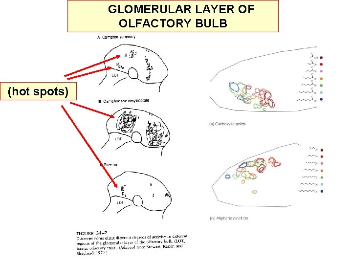 GLOMERULAR LAYER OF OLFACTORY BULB (hot spots) 