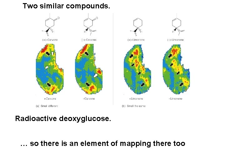 Two similar compounds. Radioactive deoxyglucose. … so there is an element of mapping there