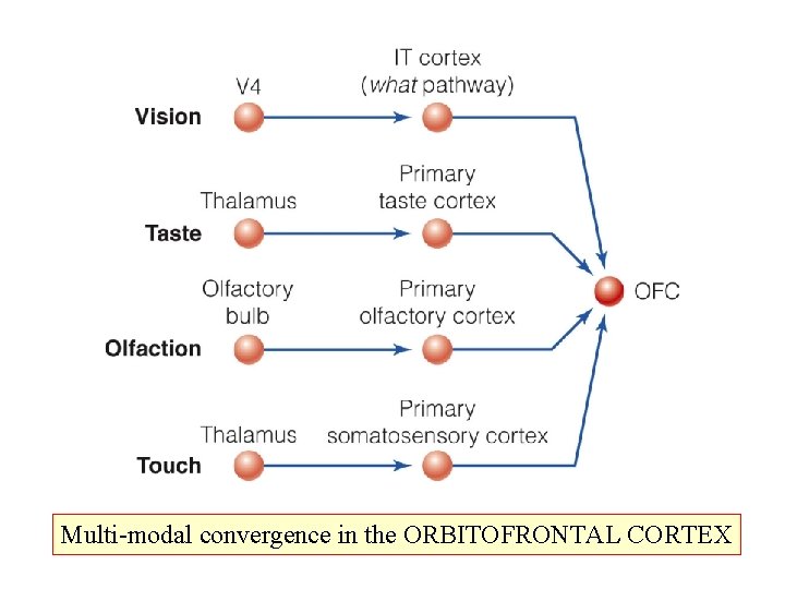 Multi-modal convergence in the ORBITOFRONTAL CORTEX 